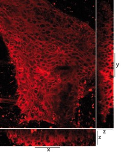 R_6026X_FuseIt_T_RGB_membrane_fusion.jpg