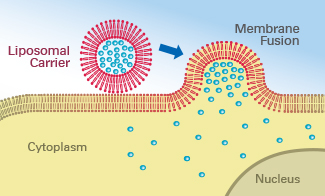 R_60XXX_FuseIt_membrane_fusion.jpg