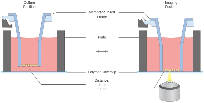 ANI_micropatterning_principle_ibiTreat.gif
