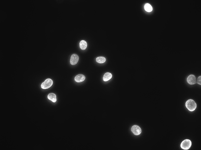 R_50011_IMM_DAPI_HeLa_cells.png