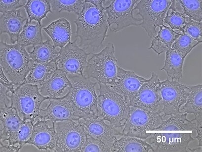 R_50011_IMM_DAPI_cells_01.jpg